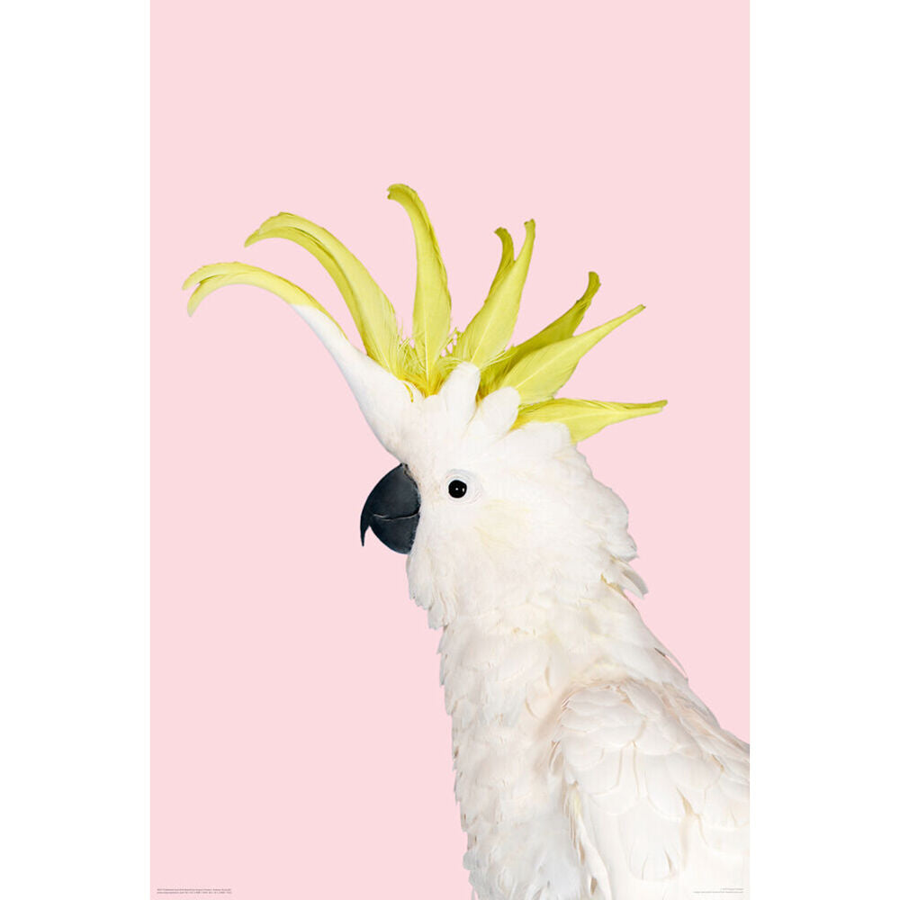 4637-impact-merch-white-cockatoo-on-pink