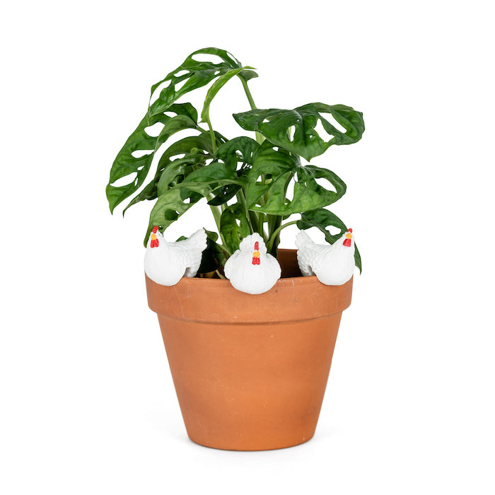 21038-chicken-pot-sitter-4-5cm-planter-decor-white-assorted