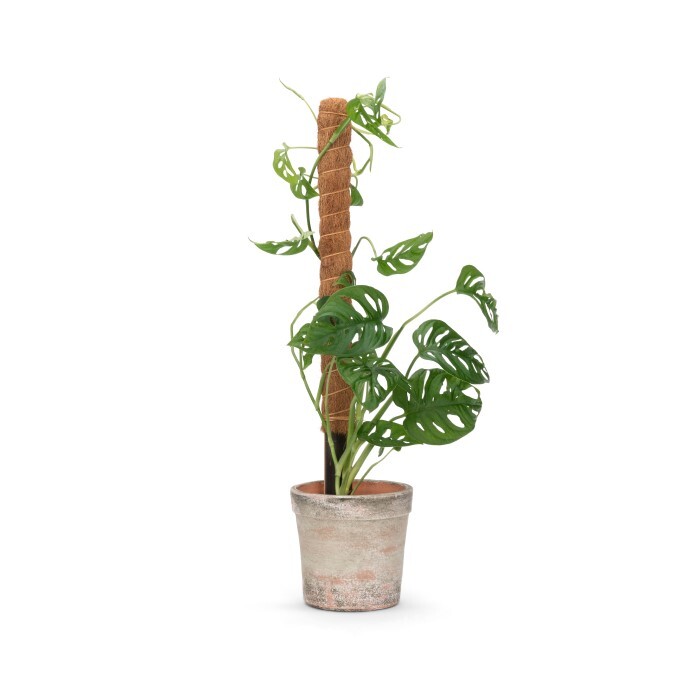 25548-coconut-fibre-60cm-growstick-bamboo-stake-outdoor-yard-patio-garden-decor