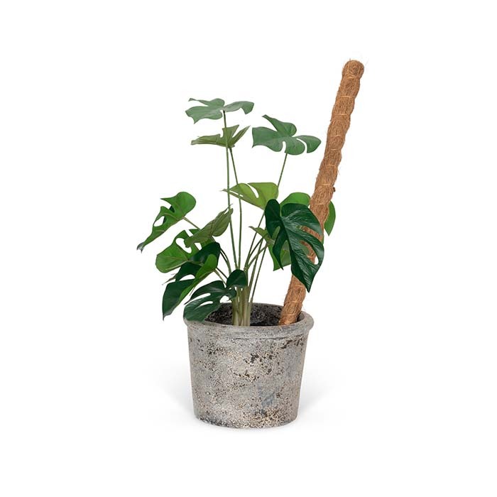 25555-coconut-fibre-90cm-growstick-bamboo-stake-outdoor-yard-patio-garden-decor