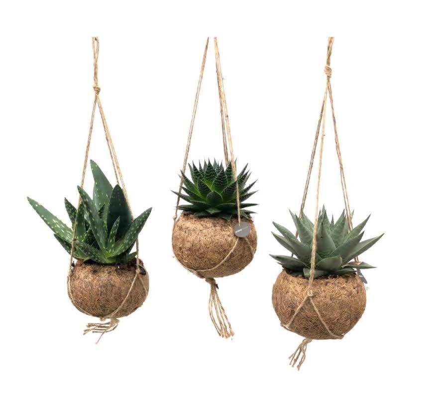 25760-coconut-fibre-ball-planter-outdoor-yard-patio-garden-decor-w-jute-hanger