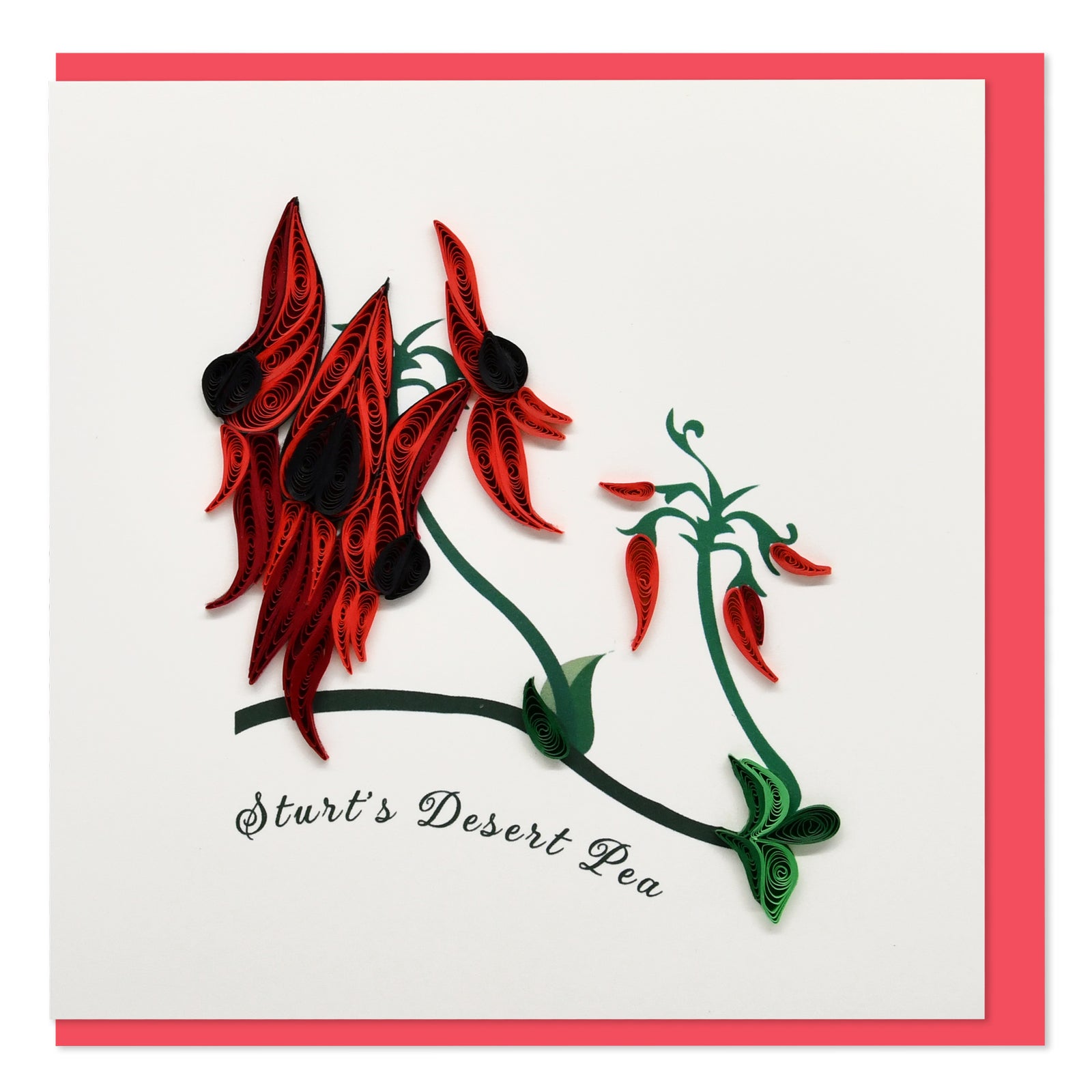 52l059-boyle-handmade-paper-15x15cm-quilled-greeting-card-sturts-desert-pea-flower