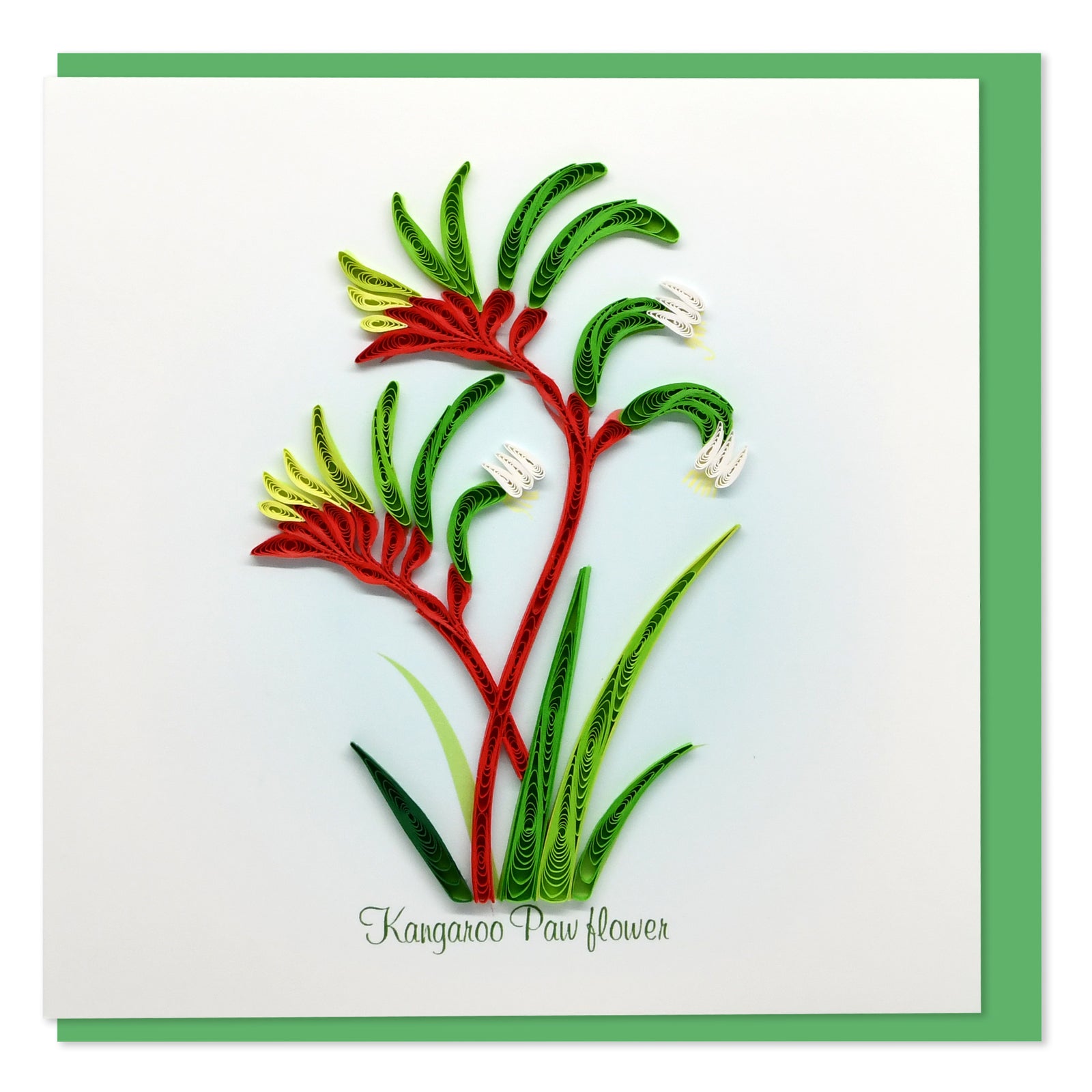52l072-boyle-handmade-paper-15x15cm-quilled-greeting-card-kangaroo-paw-flower