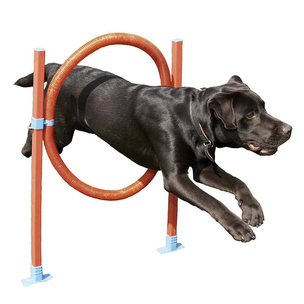 2492-rosewood-dog-agility-hoop-jump
