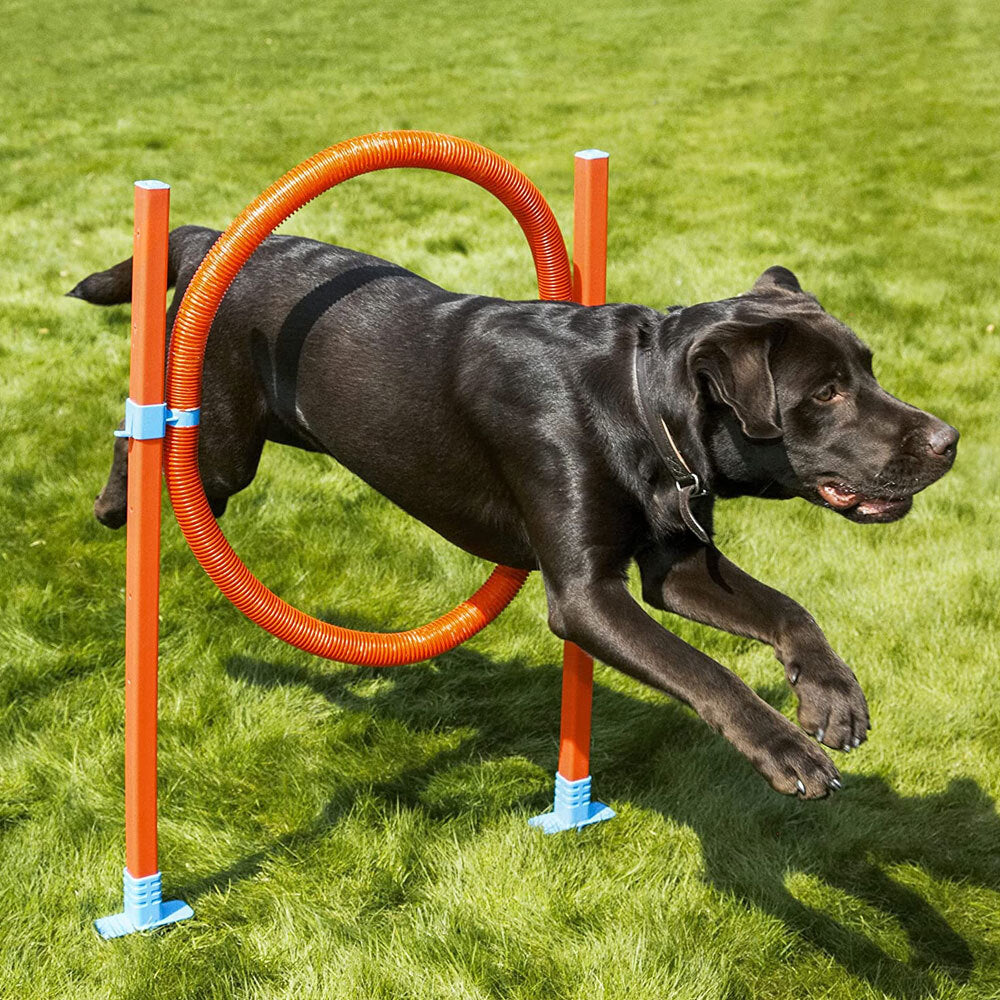2492-rosewood-dog-agility-hoop-jump