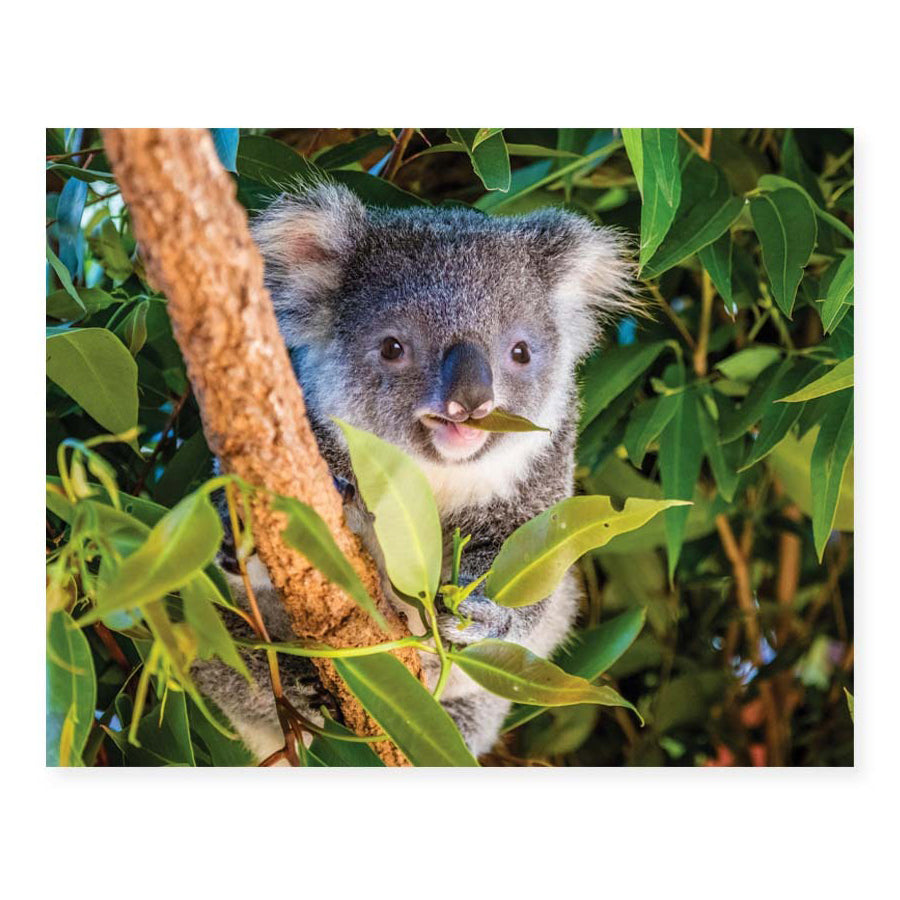 Mindbogglers 1000pc Jigsaw Puzzle: Koala Australia