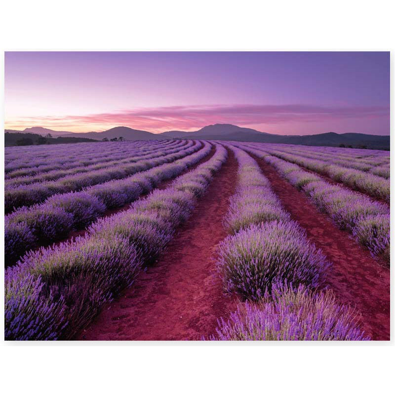 Elevate Scented 500pc Jigsaw Puzzle: Lavender Fields 12y+