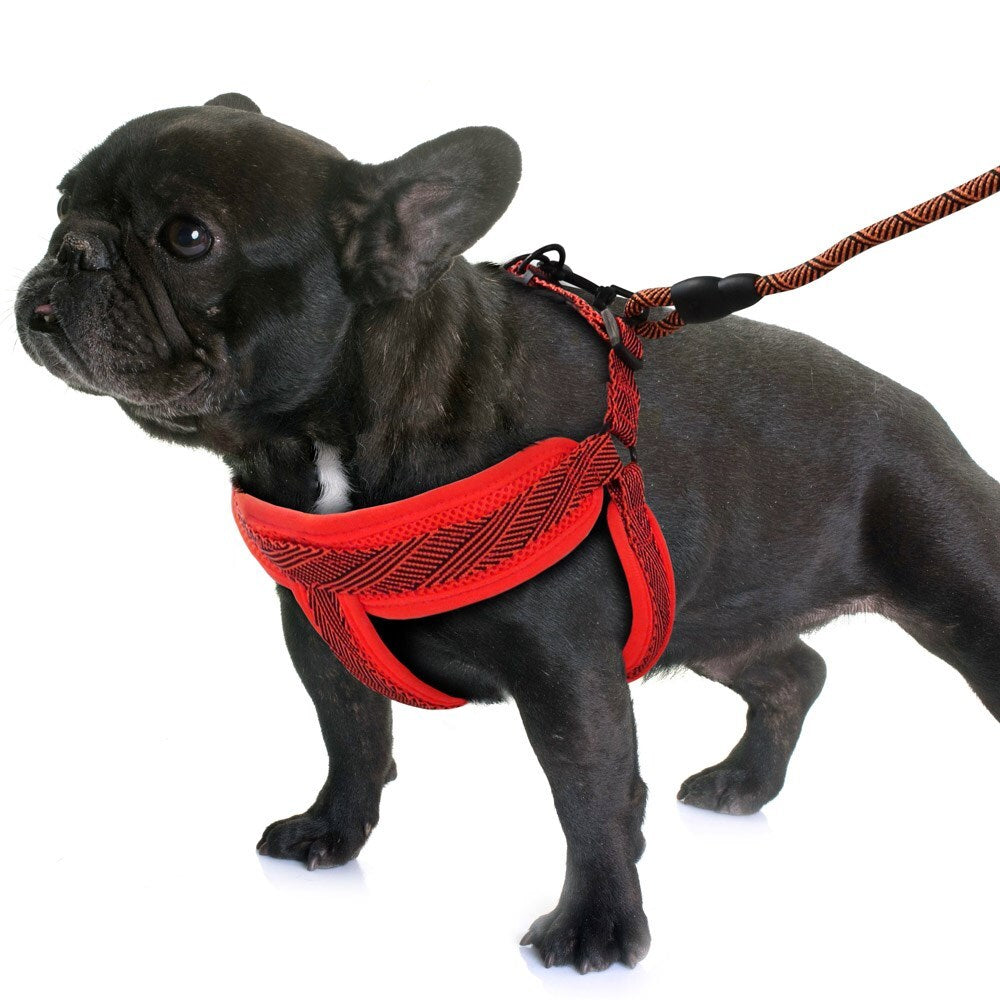 70338-paws-claws-mesh-lead-harness-1-5cmx120cm-42-60cm-small-assorted