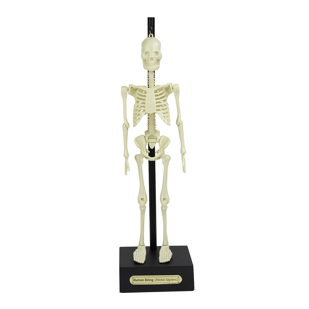 10644-16pc-funtime-30cm-anatomical-skeleton-educational-3y