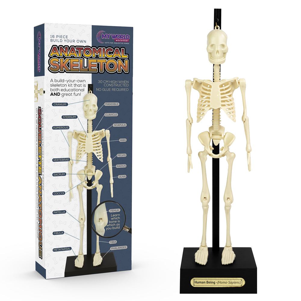 10644-16pc-funtime-30cm-anatomical-skeleton-educational-3y