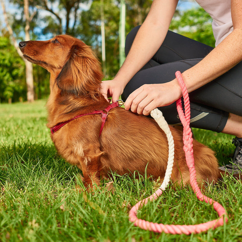 12rlr-annabel-trends-hot-dog-durable-cotton-rope-lead-1-3m-rainbow