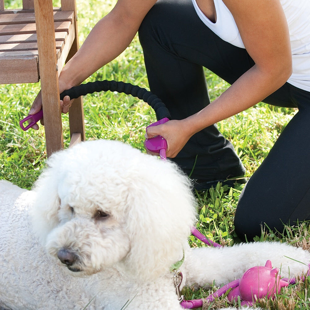 12ssf-annabel-trends-sturdy-easy-snap-stay-secure-dog-leash-fuschia