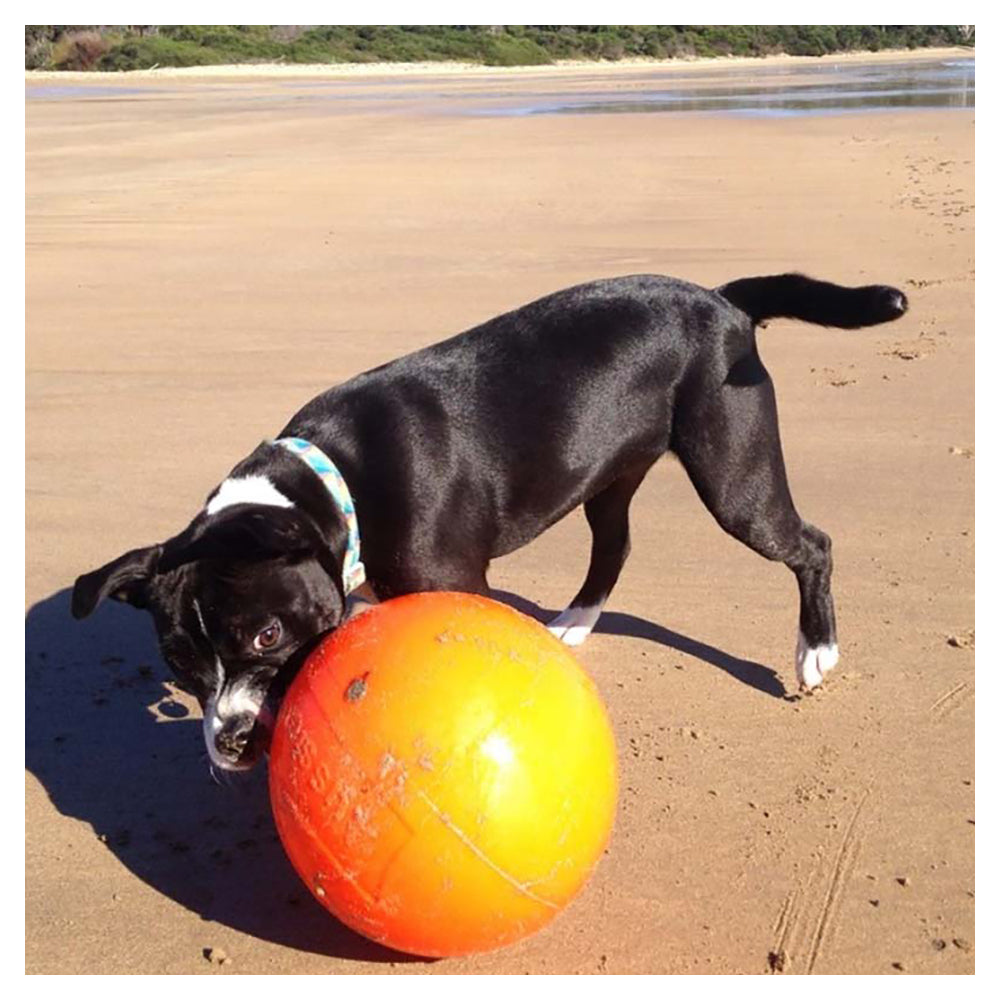 Aussie Dog Products Aussie Dog 24cm Staffie Dog Ball Large Heavy Duty Tough Pets Chew Toy Orange — image 8