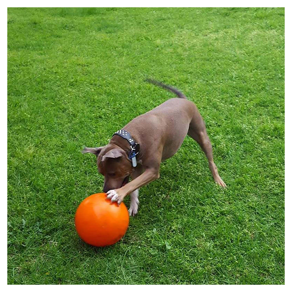 Aussie Dog Products Aussie Dog 24cm Staffie Dog Ball Large Heavy Duty Tough Pets Chew Toy Orange — image 6