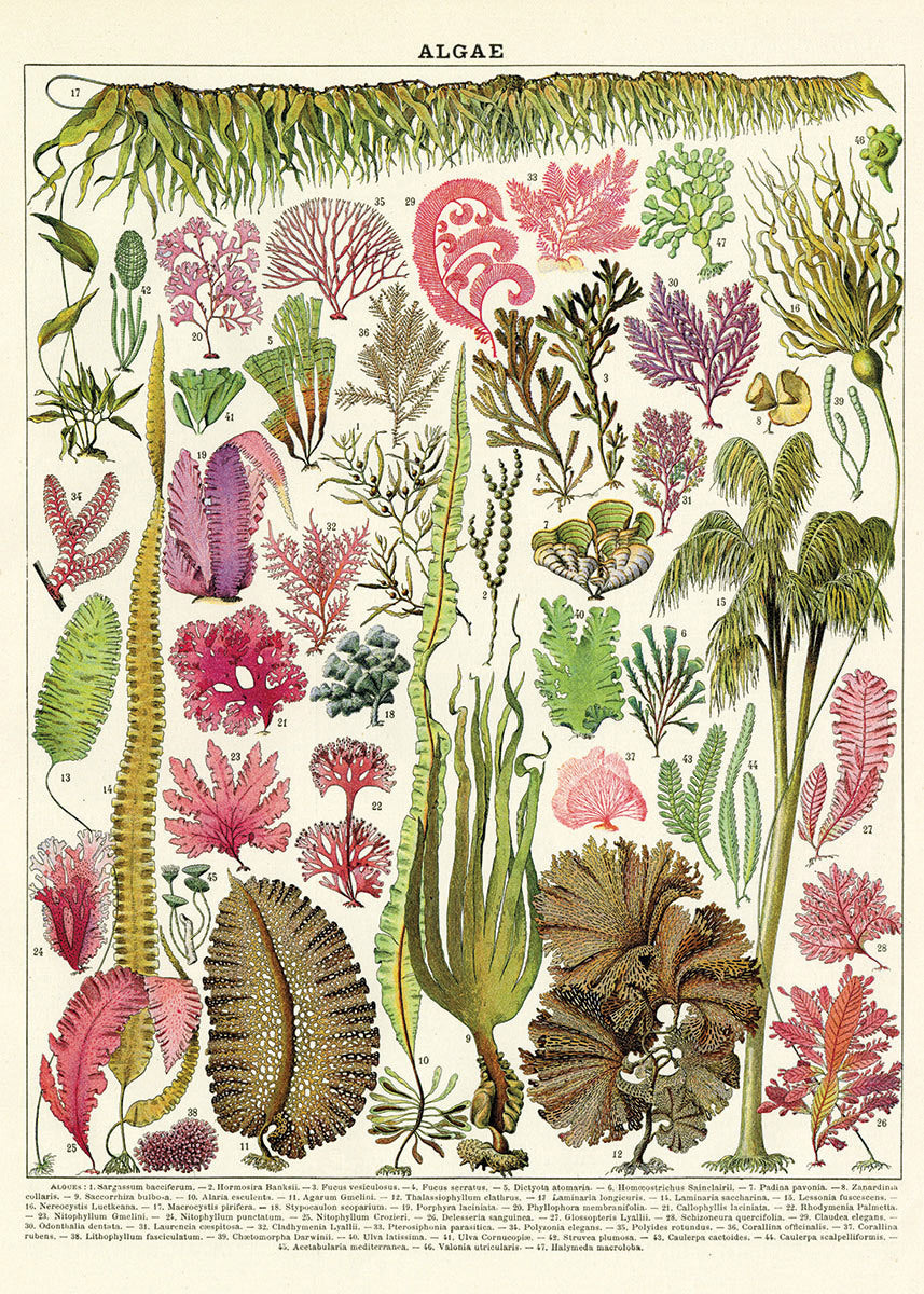 Cavallini Paper Poster Prints/Gift Wrap Wall Art Home Decor 50x70cm Algae