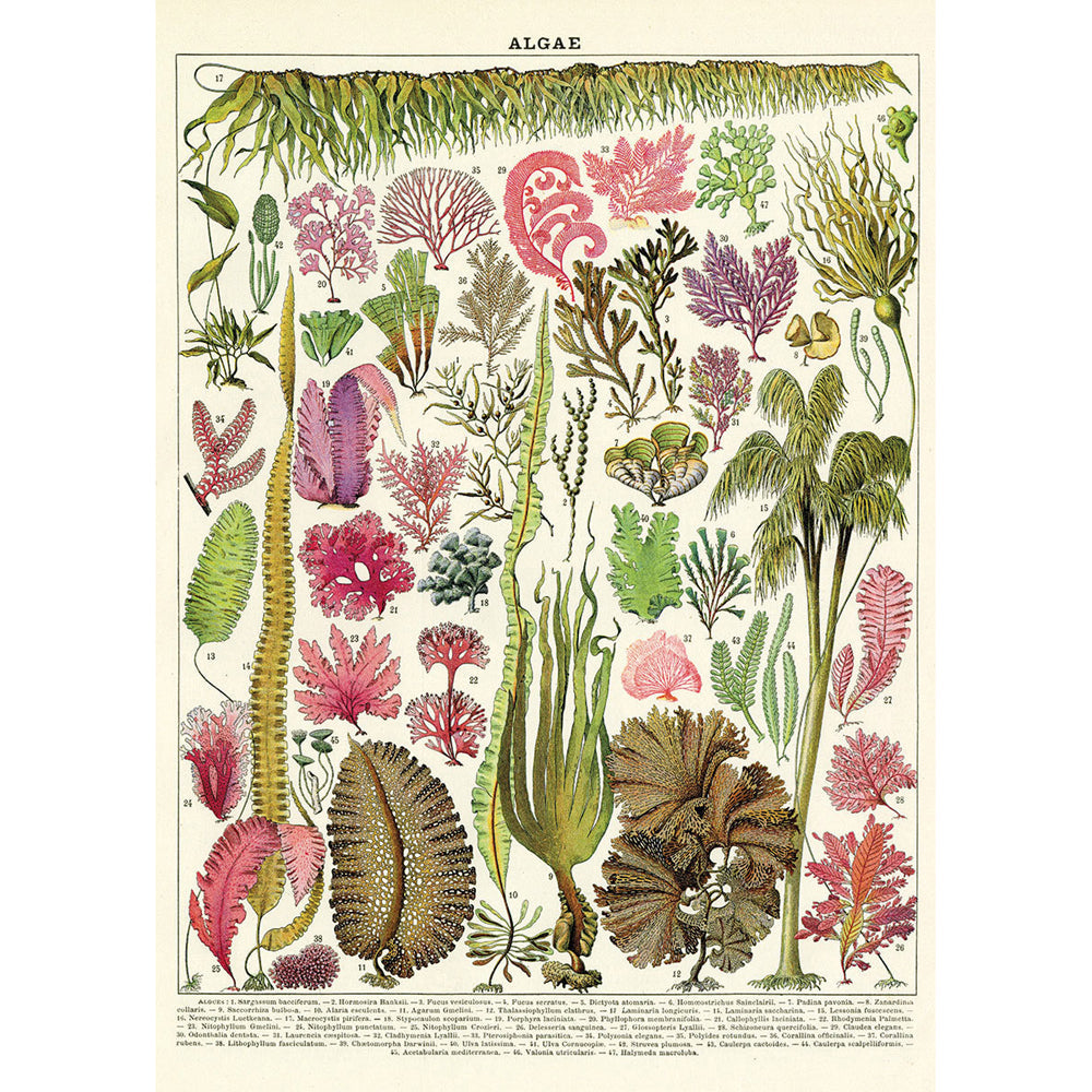 Cavallini Paper Poster Prints/Gift Wrap Wall Art Home Decor 50x70cm Algae (3 Pack) — image 2