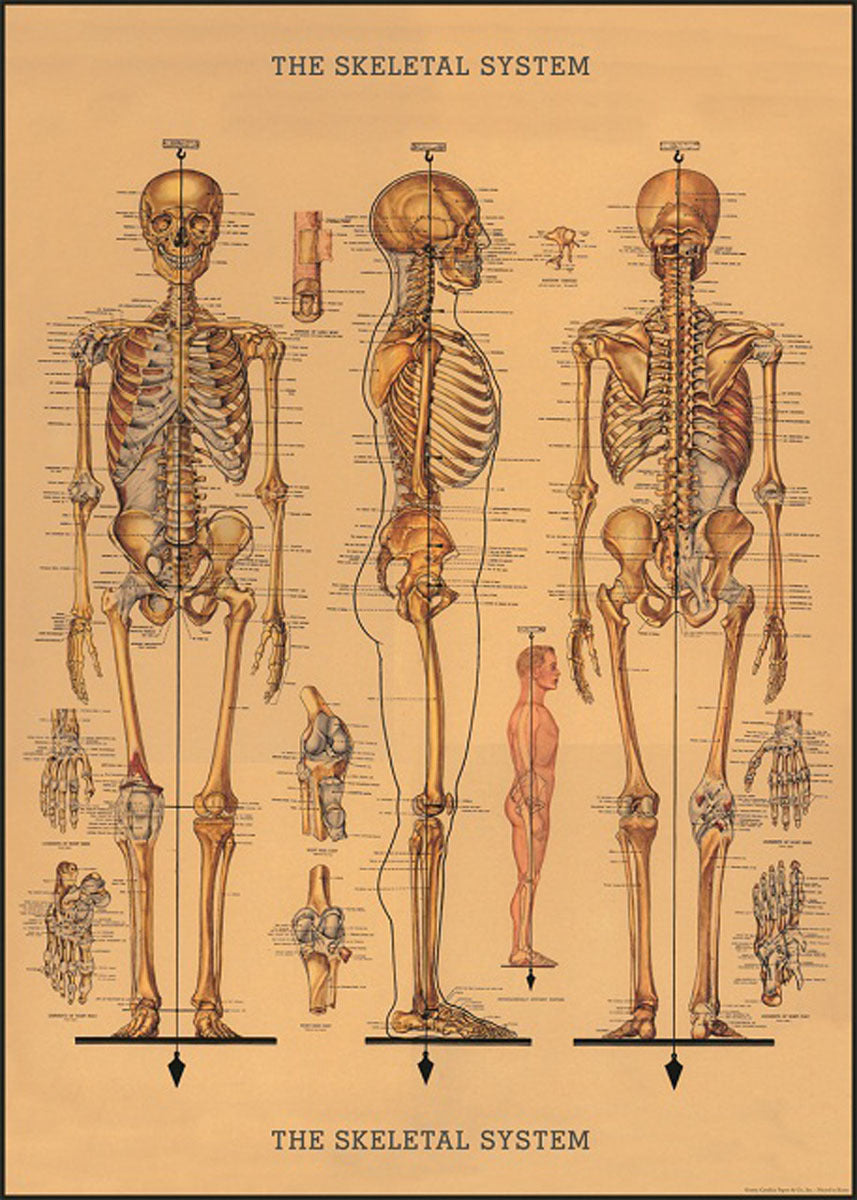 Cavallini Paper Poster Prints/Gift Wrap Wall Art Decor 50x70cm Skeleton