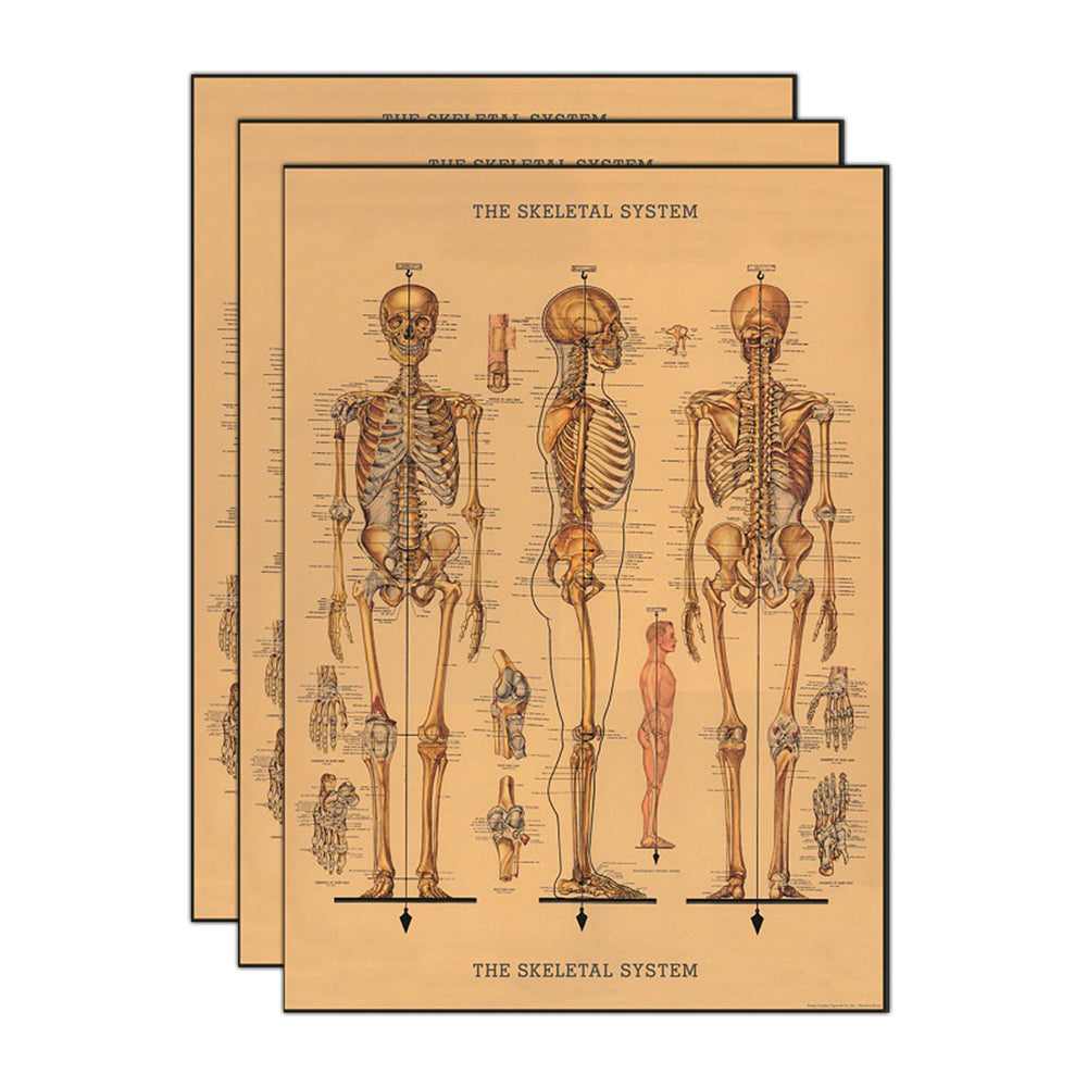 Cavallini Paper Poster Prints/Gift Wrap Wall Art Decor 50x70cm Skeleton (3 Pack)