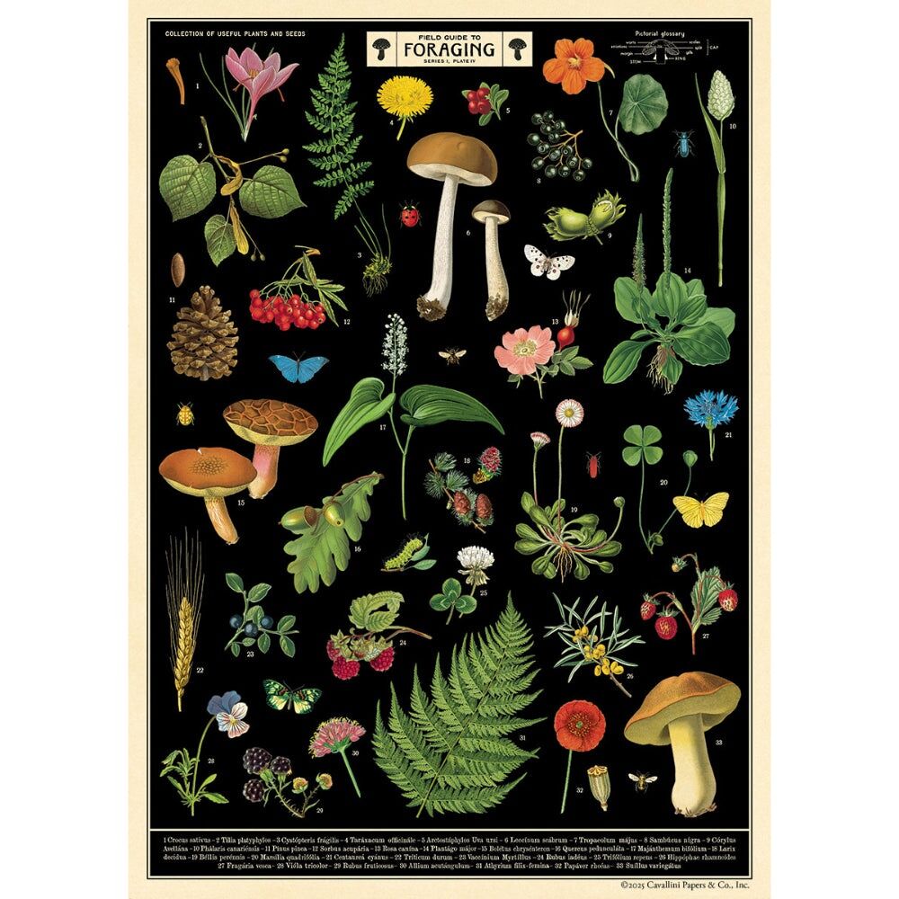 Cavallini Poster Gift Wrap Paper Vintage Art Field Guide to Foraging (2 Pack) — image 2