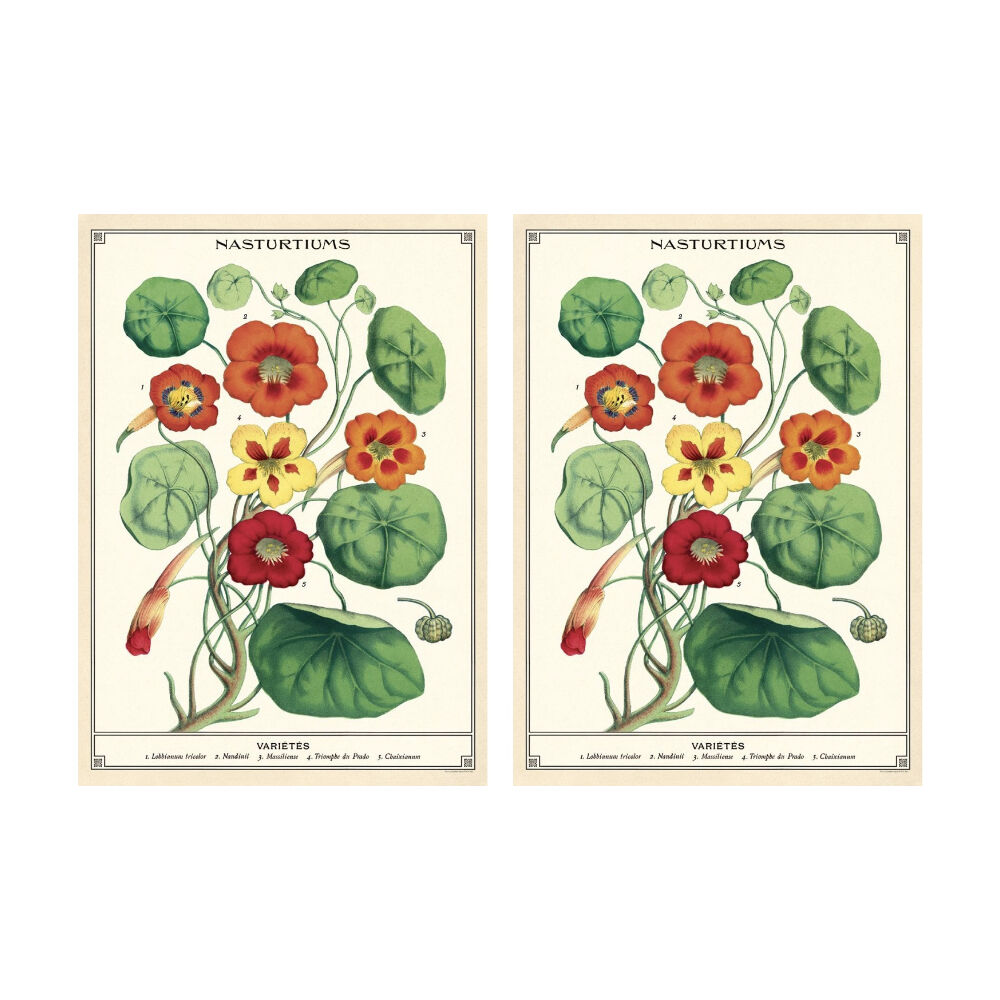 Cavallini Poster Gift Wrap Nasturtiums Vintage Botanical 50x70cm (2 Pack)