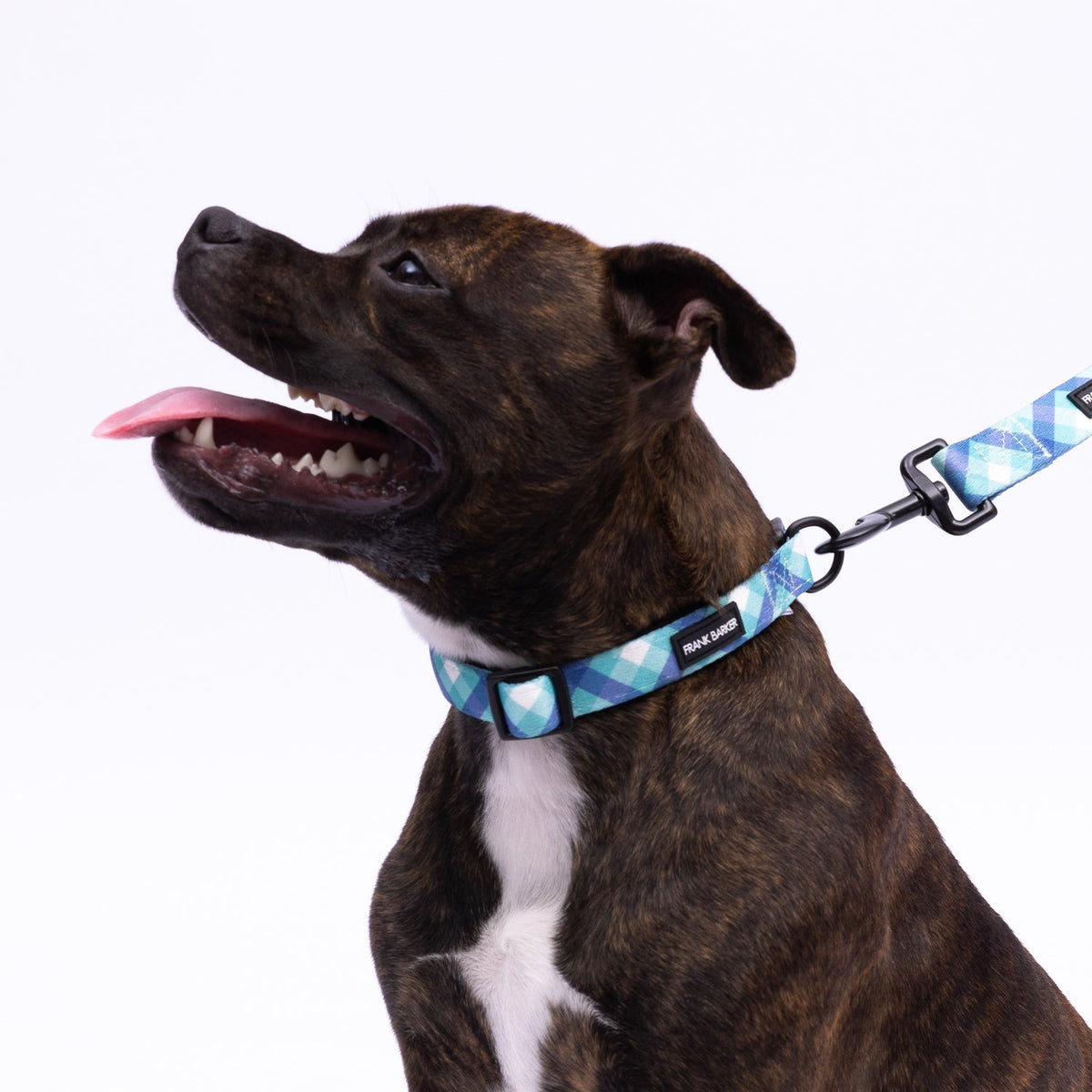 Splosh Frank Barker S Teal Gingham Dog Collar Adjustable Neck Strap 25-40cm — image 3