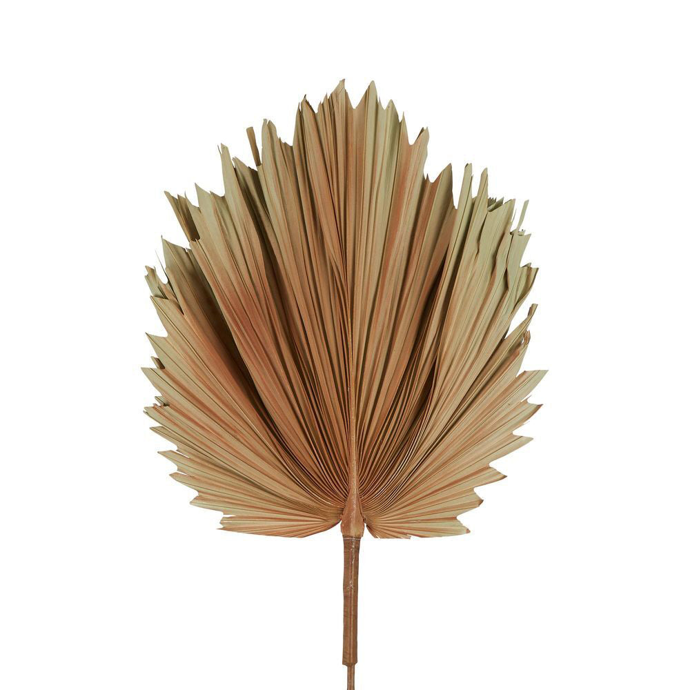 Belle Preserved Palm Leaf 89cm Dried Plant Home/Room Garden Decor Small Brown
