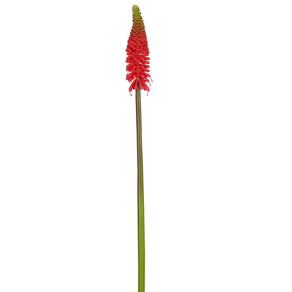 Belle Red Hot Poker Stem 69cm Red Floral Stems - Garden Flowers — image 2