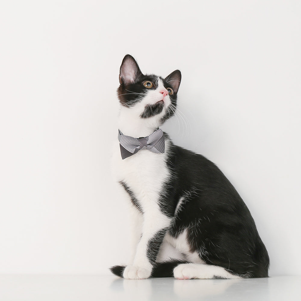 Pidan Adjustable 7-12cm Bow Tie Neck Collar Pet Cat/Kitten Necktie Accessory A1 — image 2