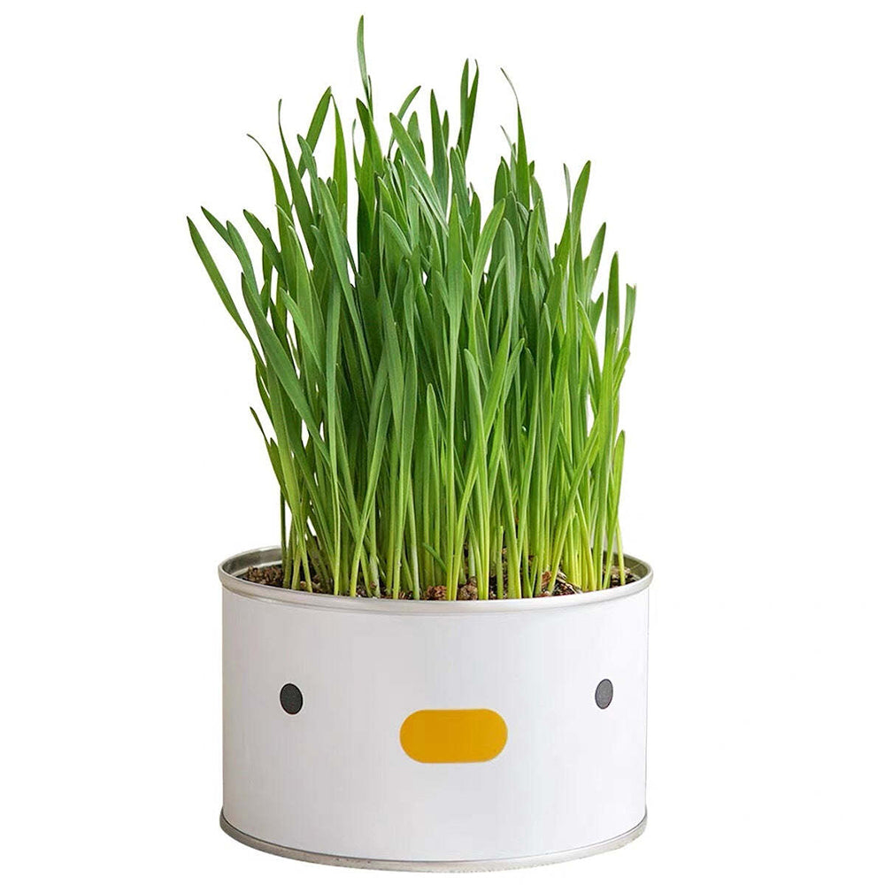 Purroom Cat/Kitten Grass Cultivation Kit Feline Food Pet Hairball Remedy Chick