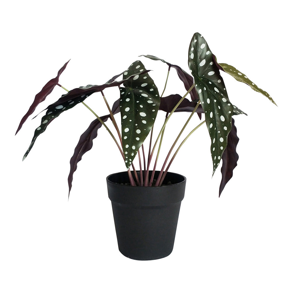 Urban Spotted Begonia 38cm Artificial Potted Plant Fake Faux Decor Green White