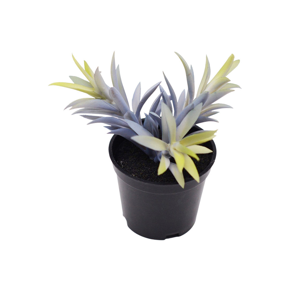 Urban 14cm Potted Succulent Artificial Plant Fake/Faux Indoor Home Decor Blue