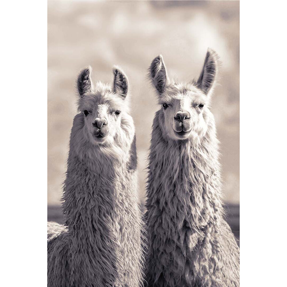 4614-impact-merch-llamas-animal-poster-91-5x60cm-wall-art-decor