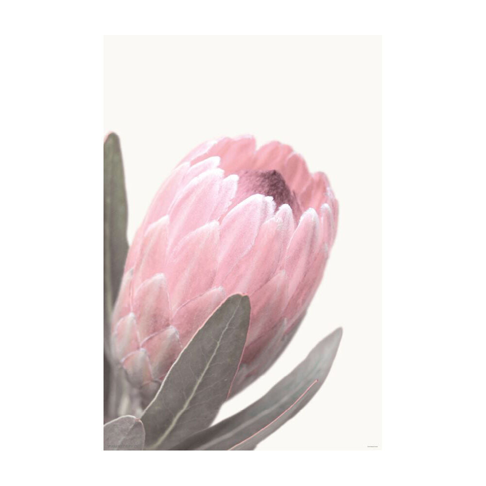 4638-impact-merch-pale-pink-protea