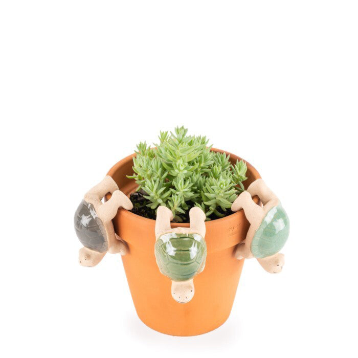 16140-ceramic-8-5cm-turtle-pot-sitter-planter-garden-decor-assorted