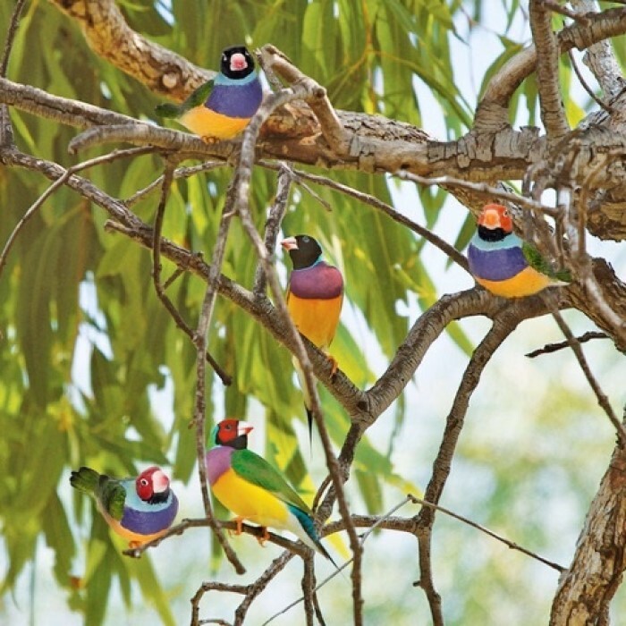18182-gouldian-finches-11cm-polyresin-large-w-metal-feet-outdoor-decor-assorted
