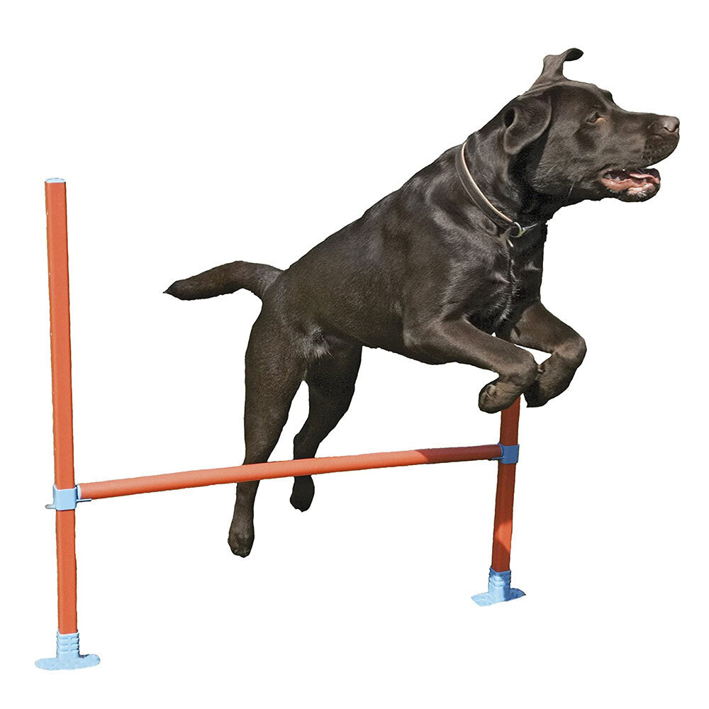2491-rosewood-dog-agility-hurdle