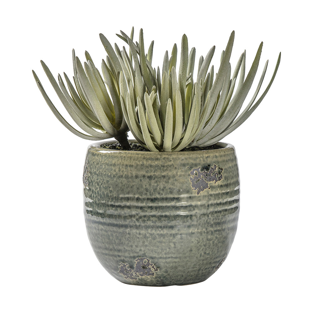 5059413399183-hudson-living-25cm-artificial-crassula-w-ceramic-pot