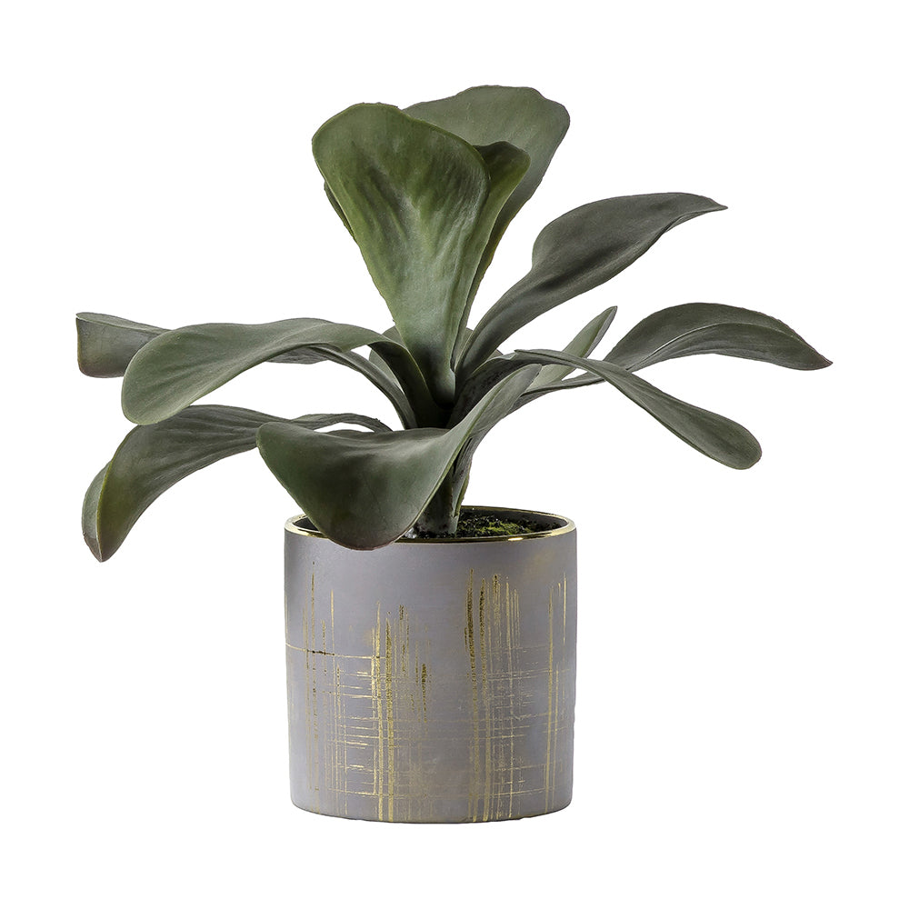 5059413399558-hudson-living-28x30cm-kalanchoe-w-gold-ceramic-pot