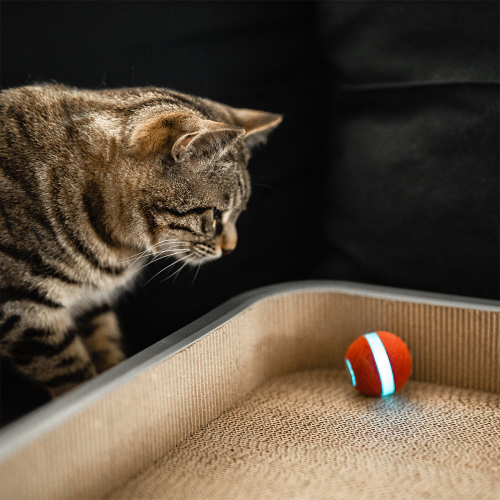 6886-cheerble-m1-mini-electronic-interactive-cat-ball-toy-red