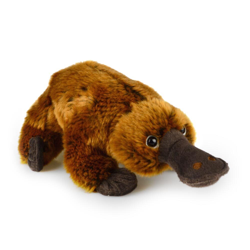 110335043-korimco-33cm-souvenir-platypus-delux-soft-toy-plush-3y
