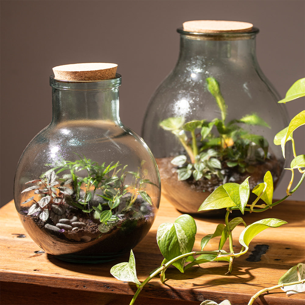 60095-ladelle-eco-recycled-31cm-glass-aran-terrarium-clear