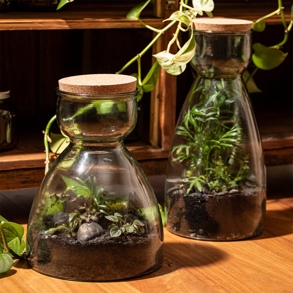 60096-ladelle-eco-recycled-43cm-glass-senna-terrarium-clear