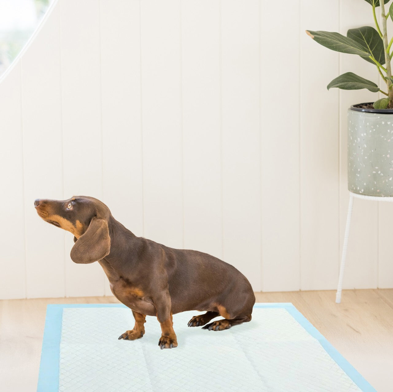 15381-100pc-paws-claws-antibacterial-training-pads