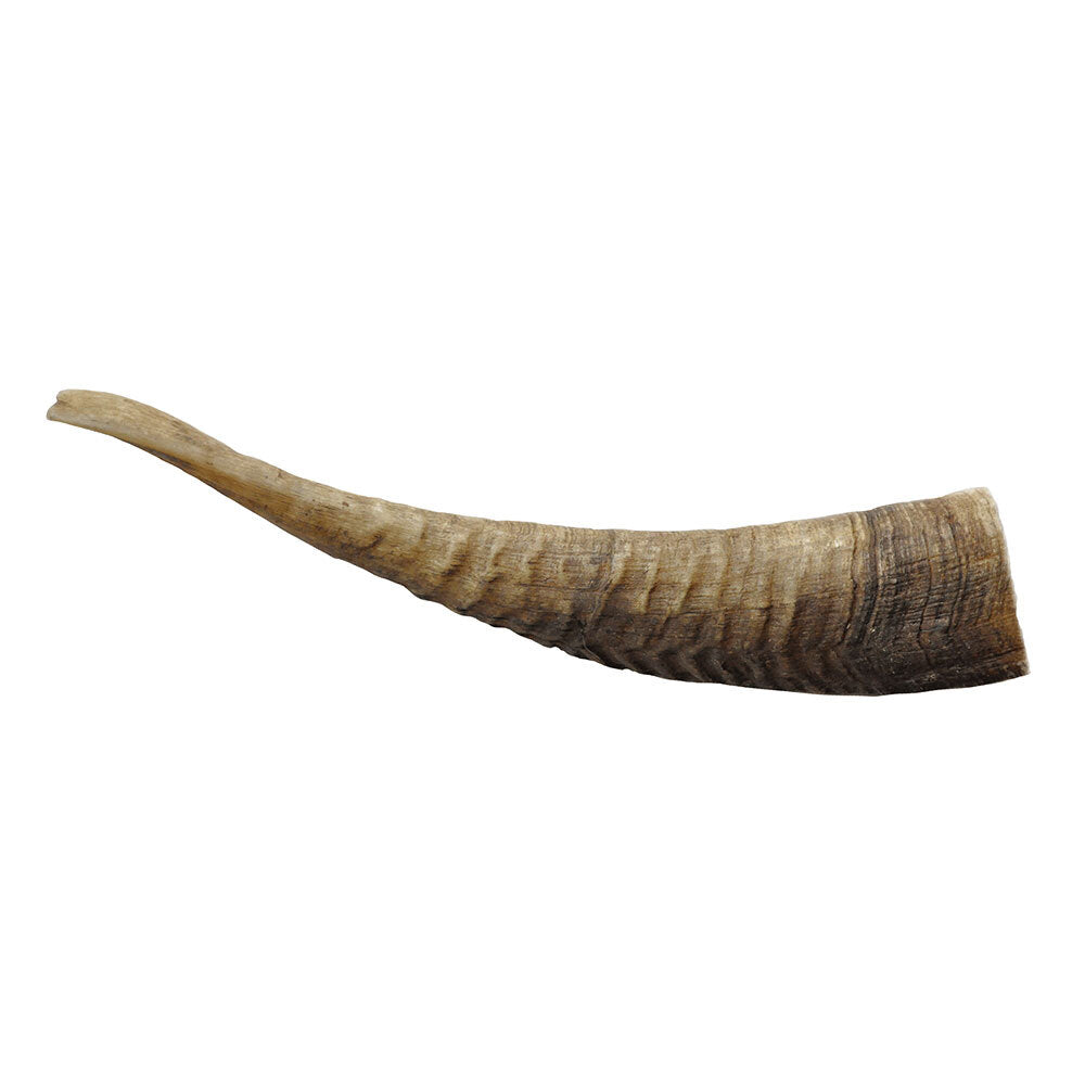 4222-wag-dog-treats-goat-horn-small