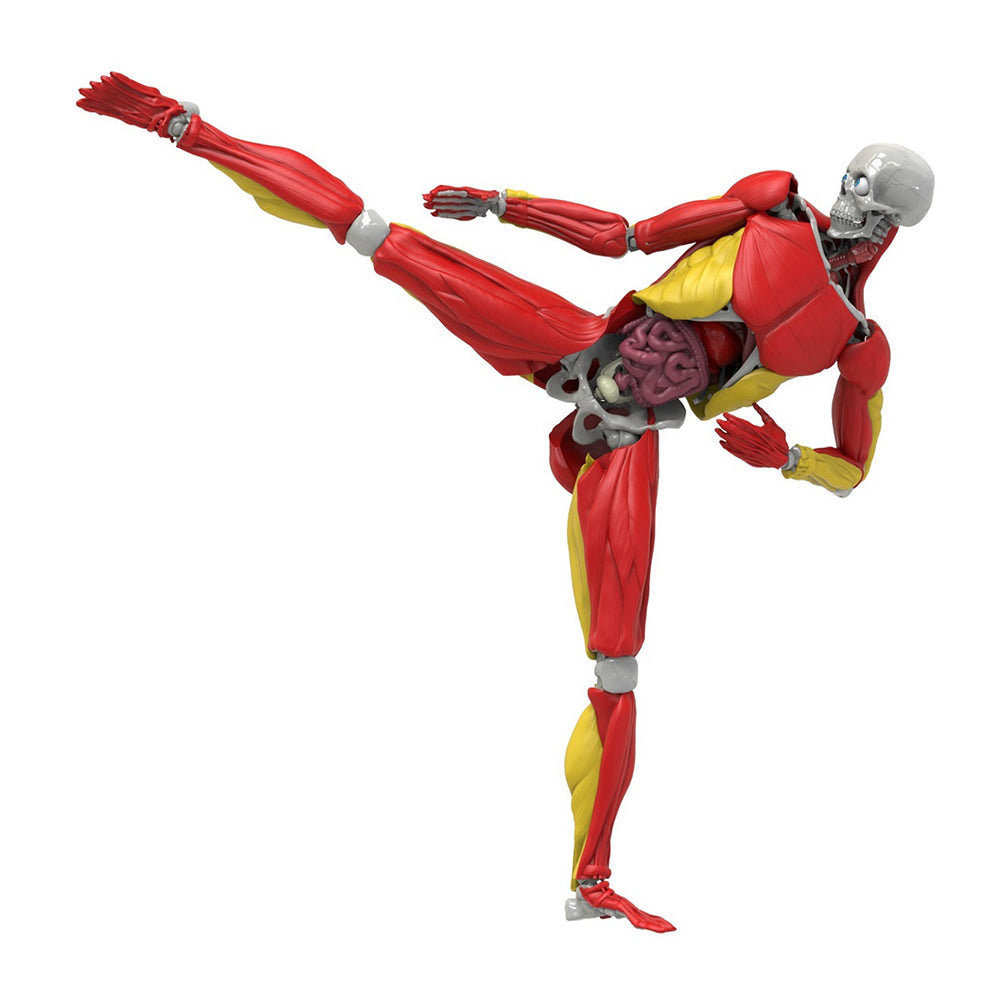813268016047-60pc-be-amazing-toys-science-to-the-max-interactive-human-body-kit-kids-8