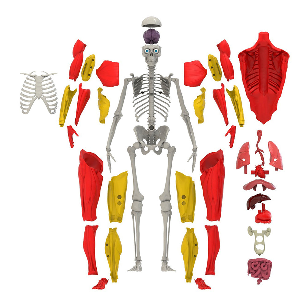 813268016047-60pc-be-amazing-toys-science-to-the-max-interactive-human-body-kit-kids-8