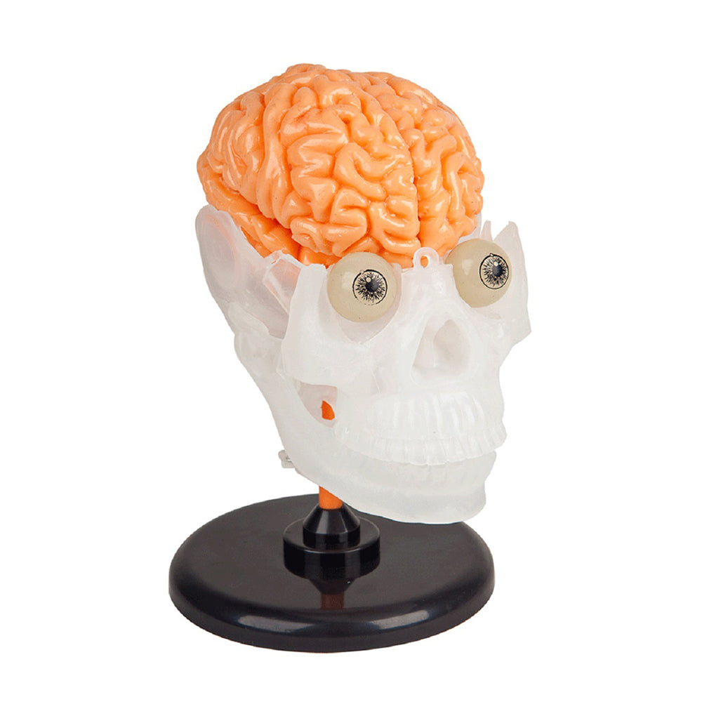 834509001028-19pc-smart-lab-toys-the-amazing-squishy-human-brain-skull-toy-kids-8