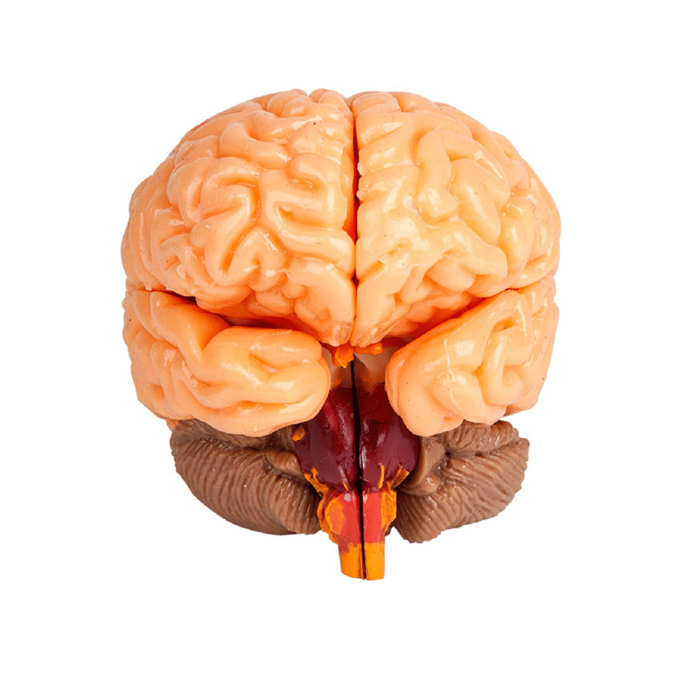 834509001028-19pc-smart-lab-toys-the-amazing-squishy-human-brain-skull-toy-kids-8