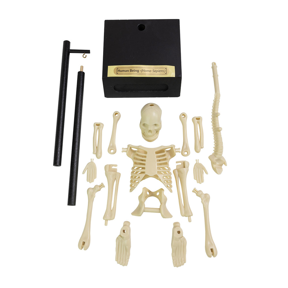 10644-16pc-funtime-30cm-anatomical-skeleton-educational-3y