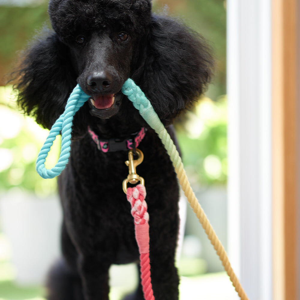 12rlp-annabel-trends-hot-dog-durable-cotton-rope-lead-1-3m-peach-powder